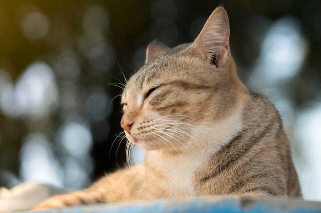 Gato divertido