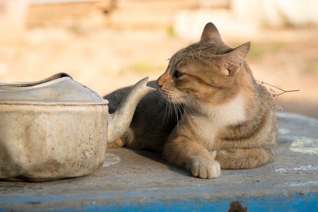 Gato divertido