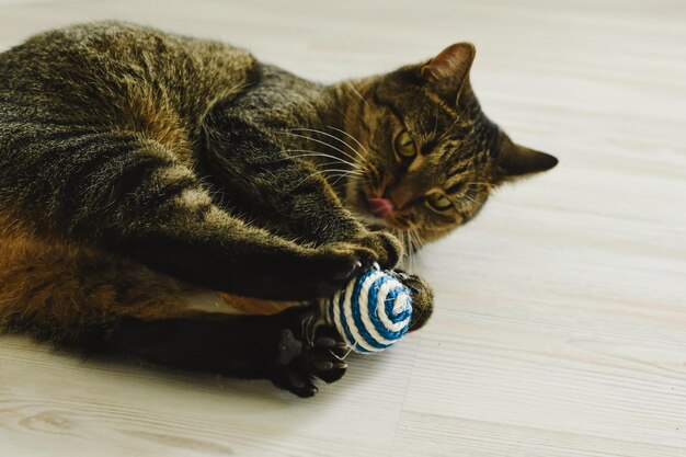 El gato se divierte jugando a la pelota en el apartamento.