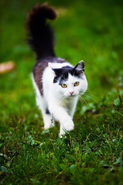 Gato doce na grama verde