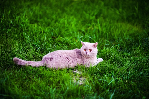 Gato doce na grama verde