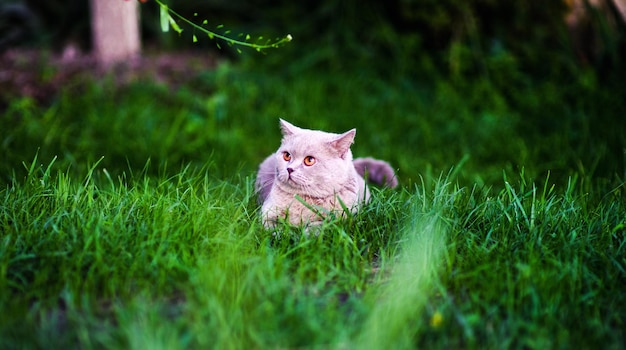 Gato doce na grama verde