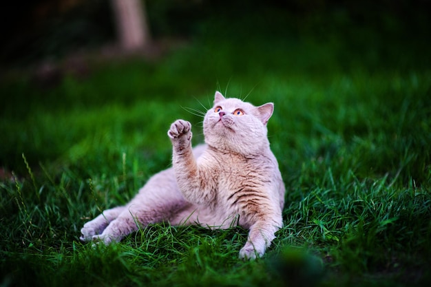 Gato doce na grama verde