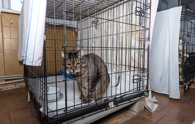 Gato doente em um hospital em uma gaiola em uma clínica veterinária