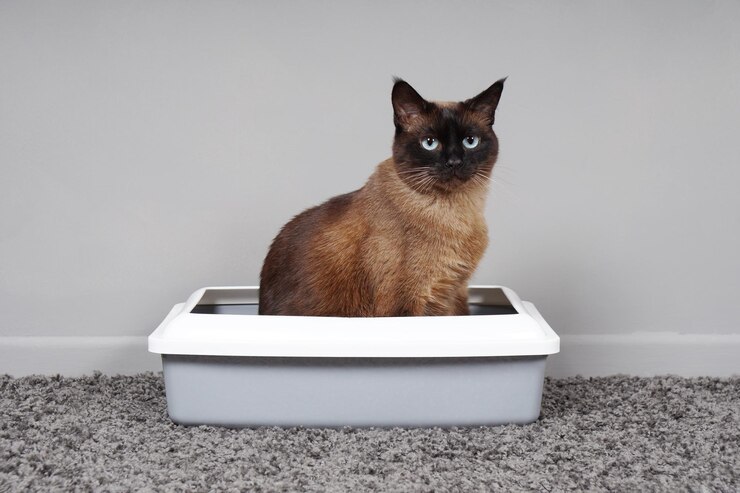 Foto gato domesticado sentado em banheiro de gato ou caixa de areia