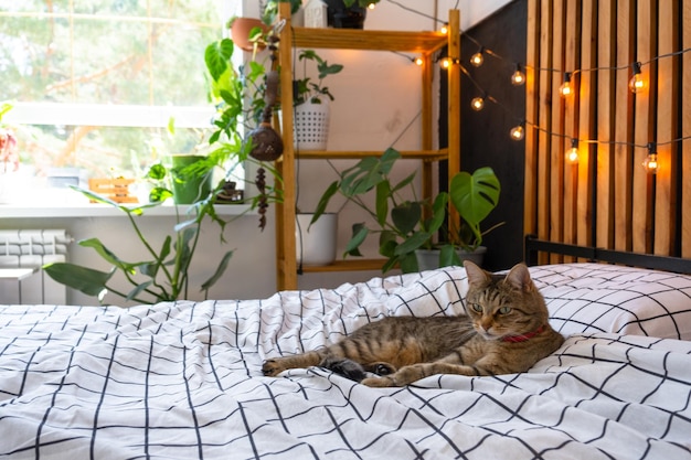 El gato doméstico se acuesta en la cubierta de la cama y se lava la cara y lamia su pelaje en el interior del dormitorio de estilo loft pared negra con pizarras de madera cama de metal bombillas retro guirnalda
