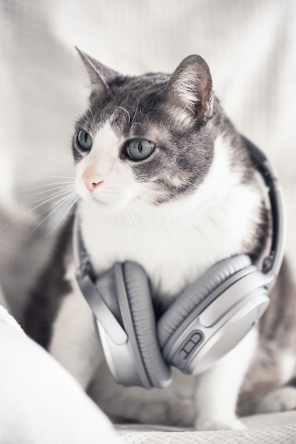 Foto gato doméstico adulto gris blanco con auriculares