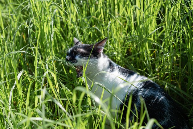 Gato doméstico adulto preto e branco comendo grama no jardim