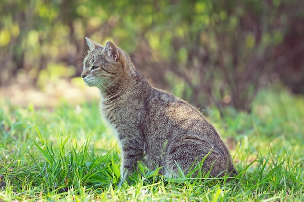 Gato doméstico adulto sentado en la hierba