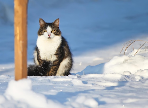 Gato doméstico al aire libre