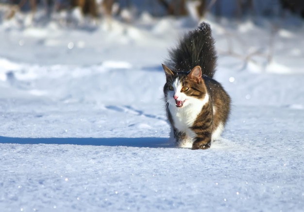 Gato doméstico al aire libre