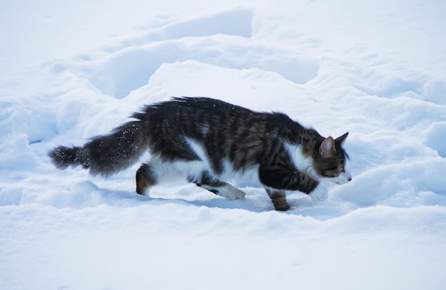 Gato doméstico al aire libre