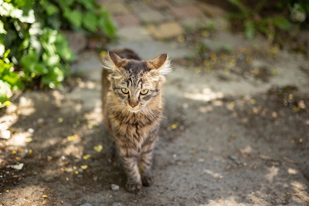 gato doméstico anda pelo quintal