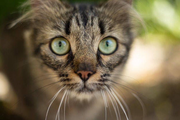 gato doméstico anda pelo quintal