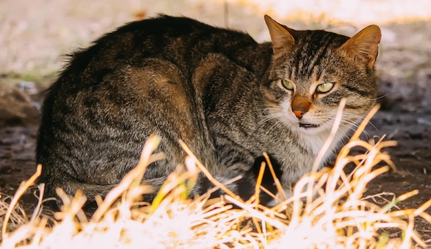 Gato doméstico ao ar livre