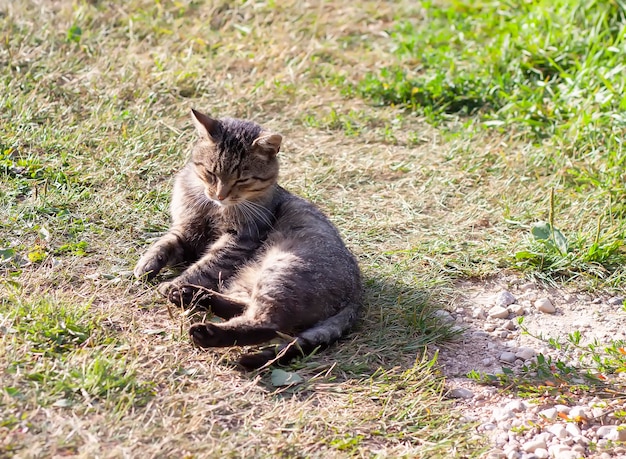 Gato doméstico ao ar livre