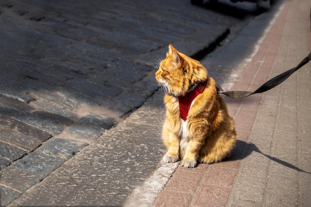 Gato doméstico assustado em um arnês e na coleira senta-se na calçada