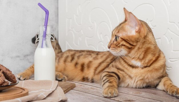 Foto gato doméstico bebe leite fresco de uma garrafa através de um canudo