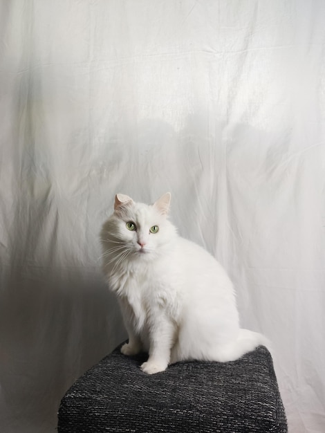 El gato doméstico blanco se sienta en un sillón cerca de una pared blanca