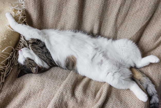 Gato doméstico bonito dormindo na cama aconchegante