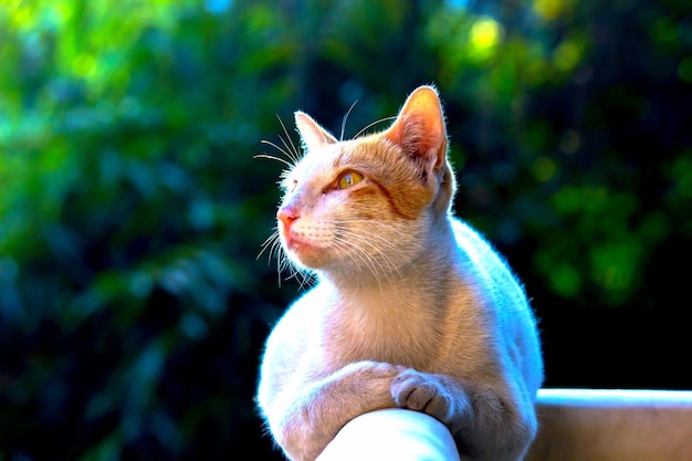 Gato doméstico bonito e adorável com olhos amarelos brilhantes sentados calmamente na parede