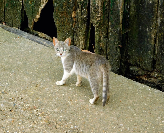 Gato Doméstico bonito em paisagens rurais