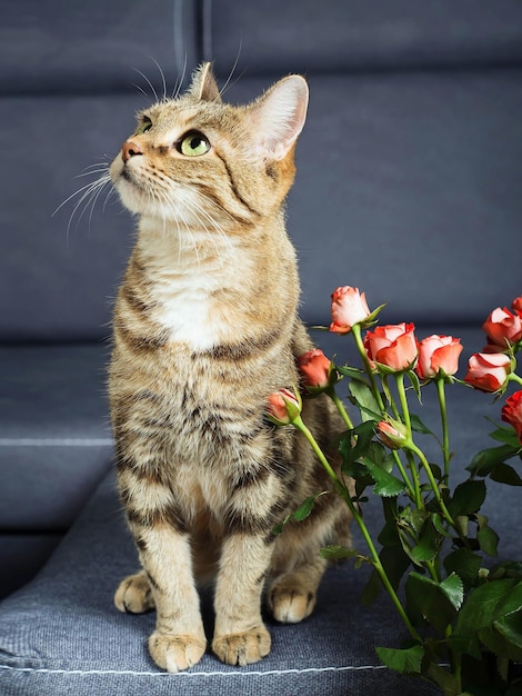 Gato doméstico bonito está sentado em um sofá cinza azul com rosas cor de rosa