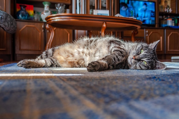 Gato doméstico bonito fica de lado no tapete relaxando