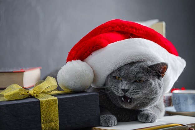 Gato doméstico bonito Gato britânico com chapéu de Papai Noel em caixa de presente de fita vermelha em fundo branco