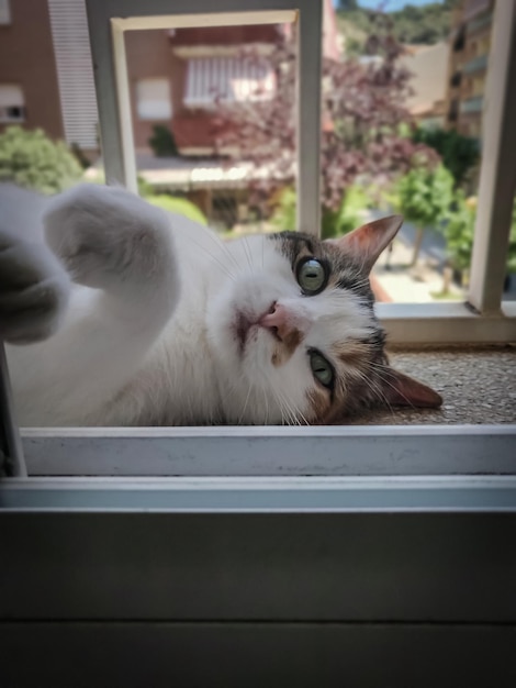 Gato doméstico bonito olhando para a câmera relaxado