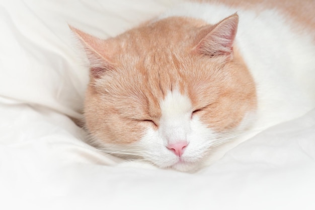 Gato doméstico branco com macro de nariz vermelho e rosa Scottish Straight dormindo em uma cama de creme em casa