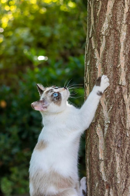 Gato doméstico brincalhão na natureza e escalando uma árvore no jardim com suas garras afiadas