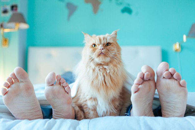 Gato doméstico en la cama con una pareja