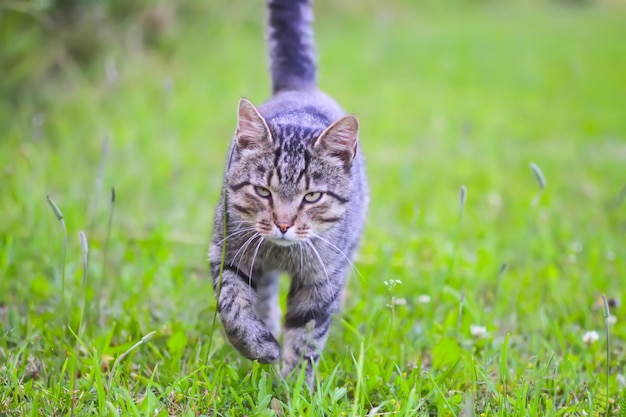 El gato doméstico camina por el jardín