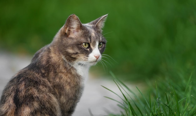 un gato doméstico camina en el patio, se sienta en el camino junto al césped, día de verano