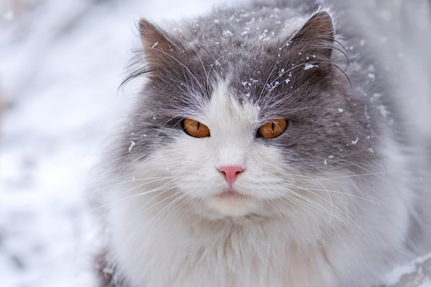 Gato doméstico caminando al aire libre en la nieve en invierno Gato joven en un día de invierno en un jardín