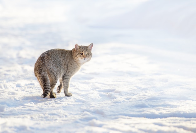Gato doméstico caminha no inverno no quintal sentado no caminho entre montes de neve em um dia ensolarado