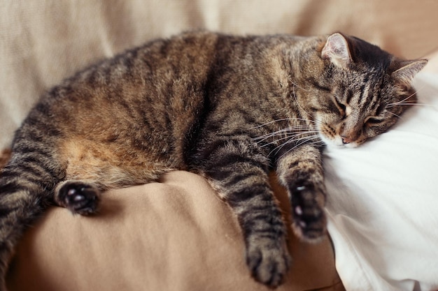 Gato doméstico cinza bonito está dormindo no peito do dono