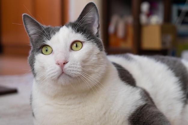 Gato doméstico cinza e branco com olhos verdes em casa