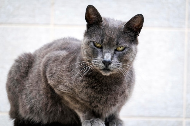 Gato doméstico cinza