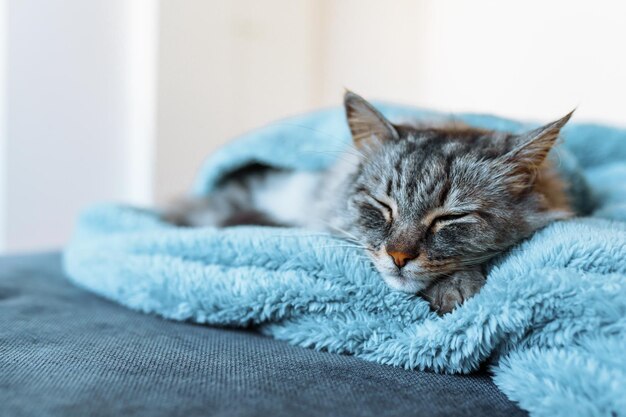 Foto gato doméstico cinzento dormindo em um cobertor macio