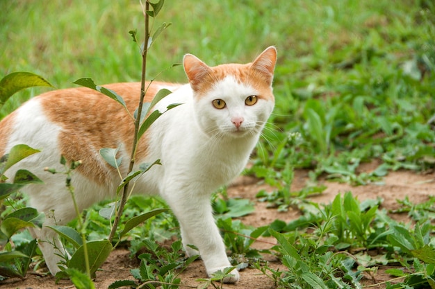 Gato doméstico de color blanco en un paseo al aire libre El gato se sienta en el suelo con una mirada misteriosa Camina con tu amado gato en el calor del verano