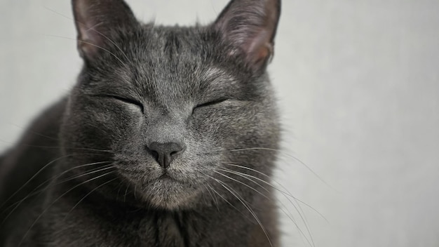 Gato doméstico com olhos verdes claros vira a cabeça no quarto