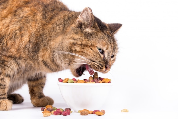 Gato doméstico comendo comida seca