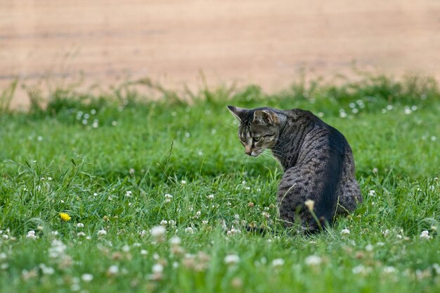 Foto gato doméstico curioso a caçar os ratos