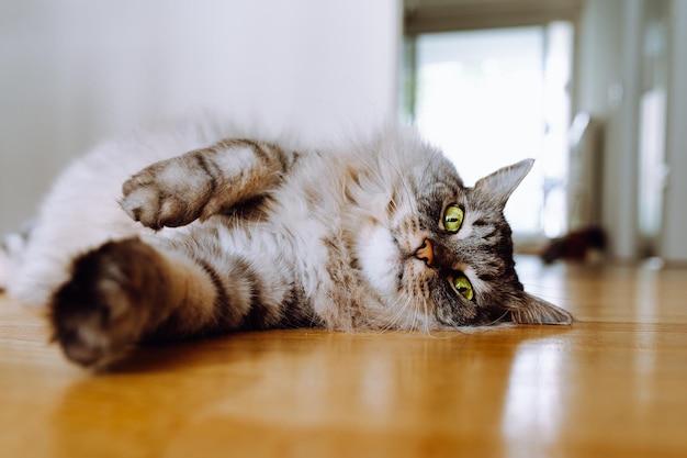 gato doméstico de cabelos compridos fofo cinza com olhos verdes encontra-se no piso em parquet do apartamento, descansando