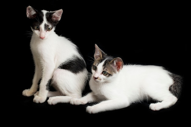 Gato doméstico de dois gêmeos gatinho isolado no preto