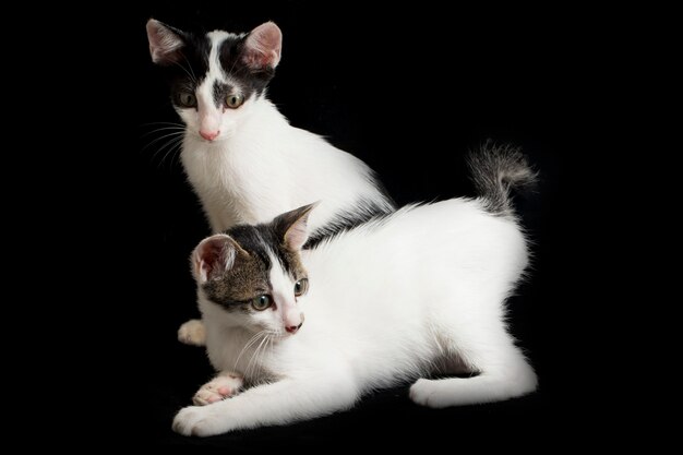 Gato doméstico de dois gêmeos gatinho isolado no preto