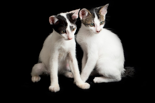 Gato doméstico de dois gêmeos gatinho isolado no preto