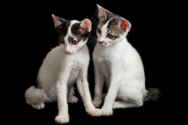 Gato doméstico de dois gêmeos gatinho isolado no preto